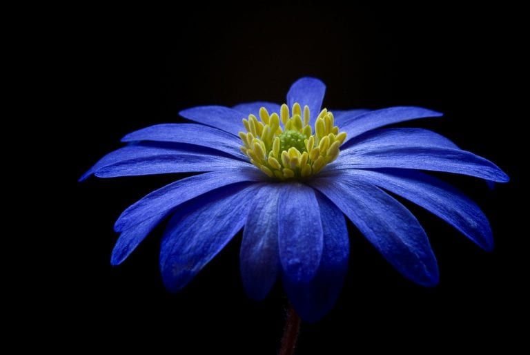 Ten Most Beautiful Blue Flowers | Slightly Blue