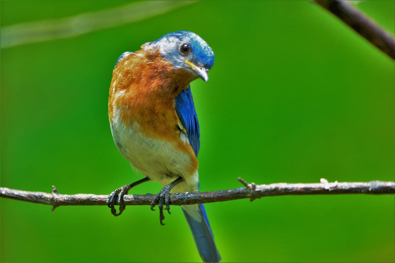 what-do-bluebirds-mean-spiritually-slightly-blue