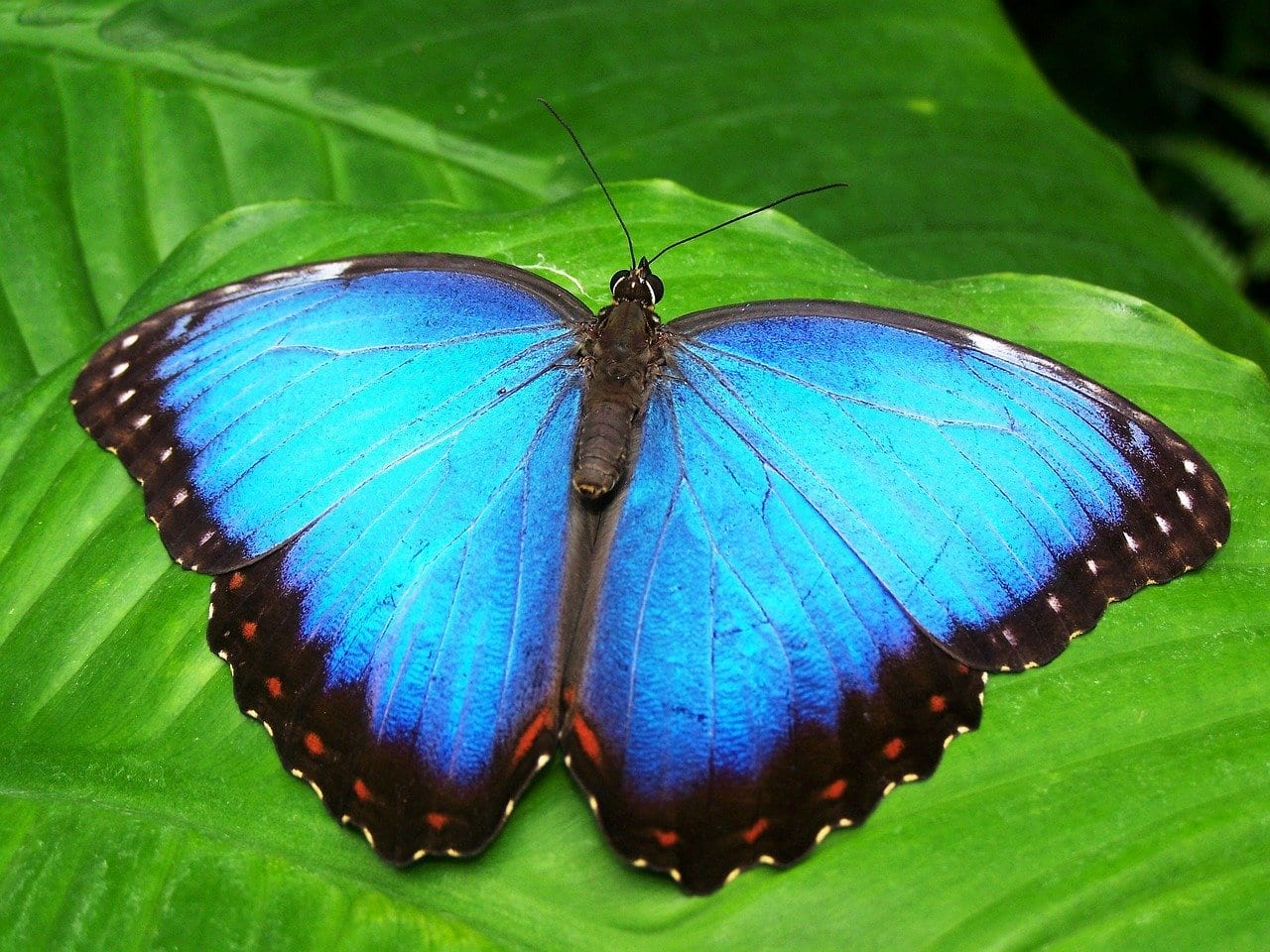 why-is-blue-so-rare-in-nature