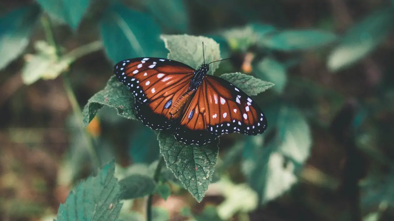 Metamorfosis de la mariposa