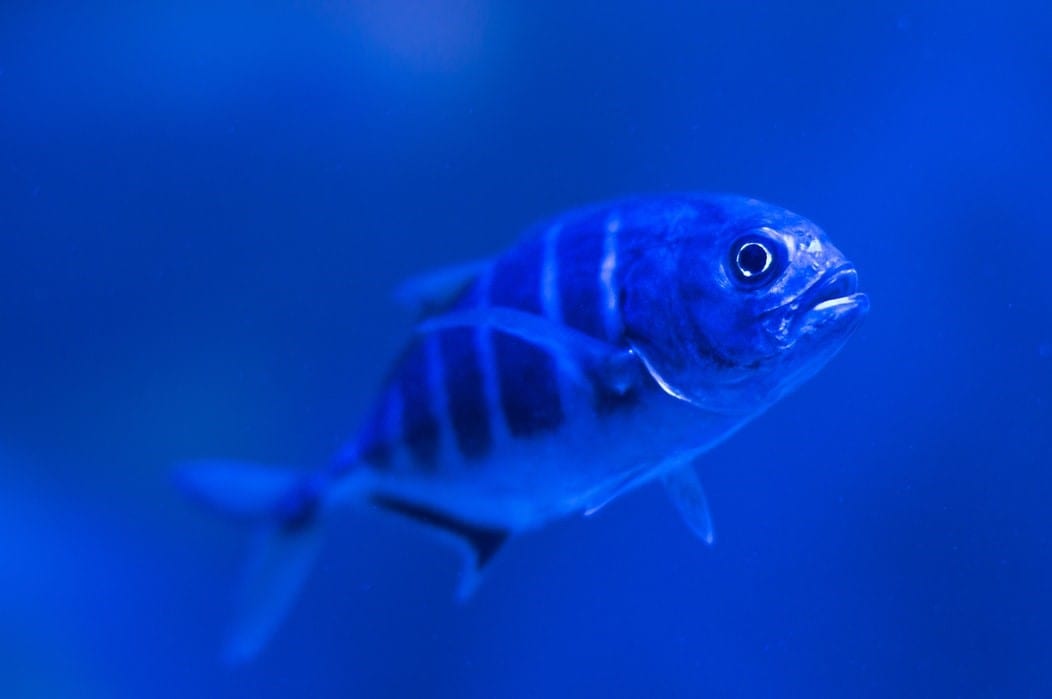 Types of Fish that are Blue Slightly Blue