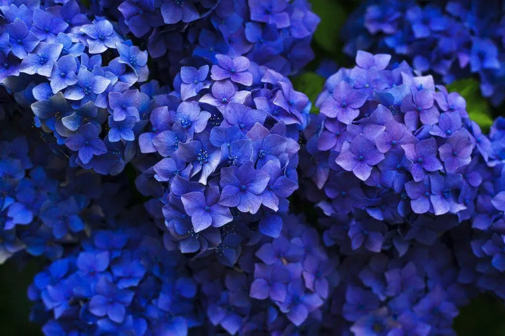 All you need to know about the blue hydrangea | Slightly Blue