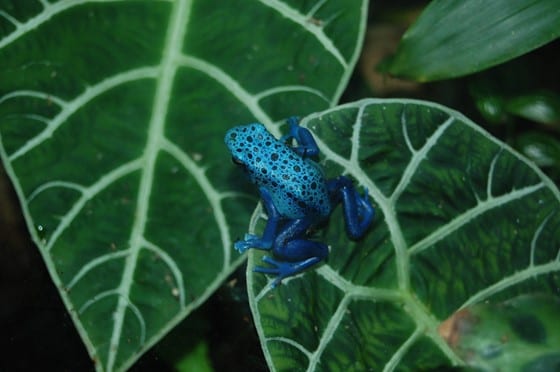 Poison Dart Frog, Characteristics, Habitat & Facts