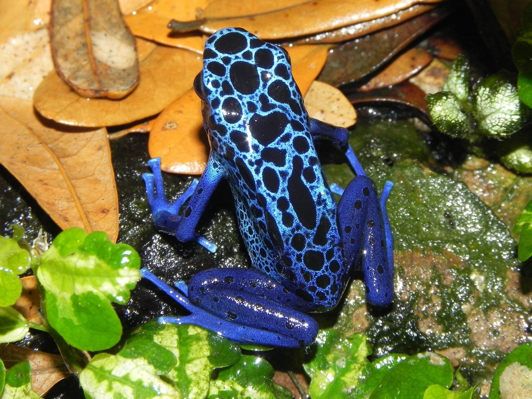 Interesting Facts About the Blue Poison Dart Frog Slightly Blue