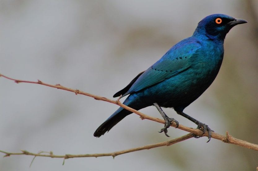 Things to know about the Blue starling | Slightly Blue