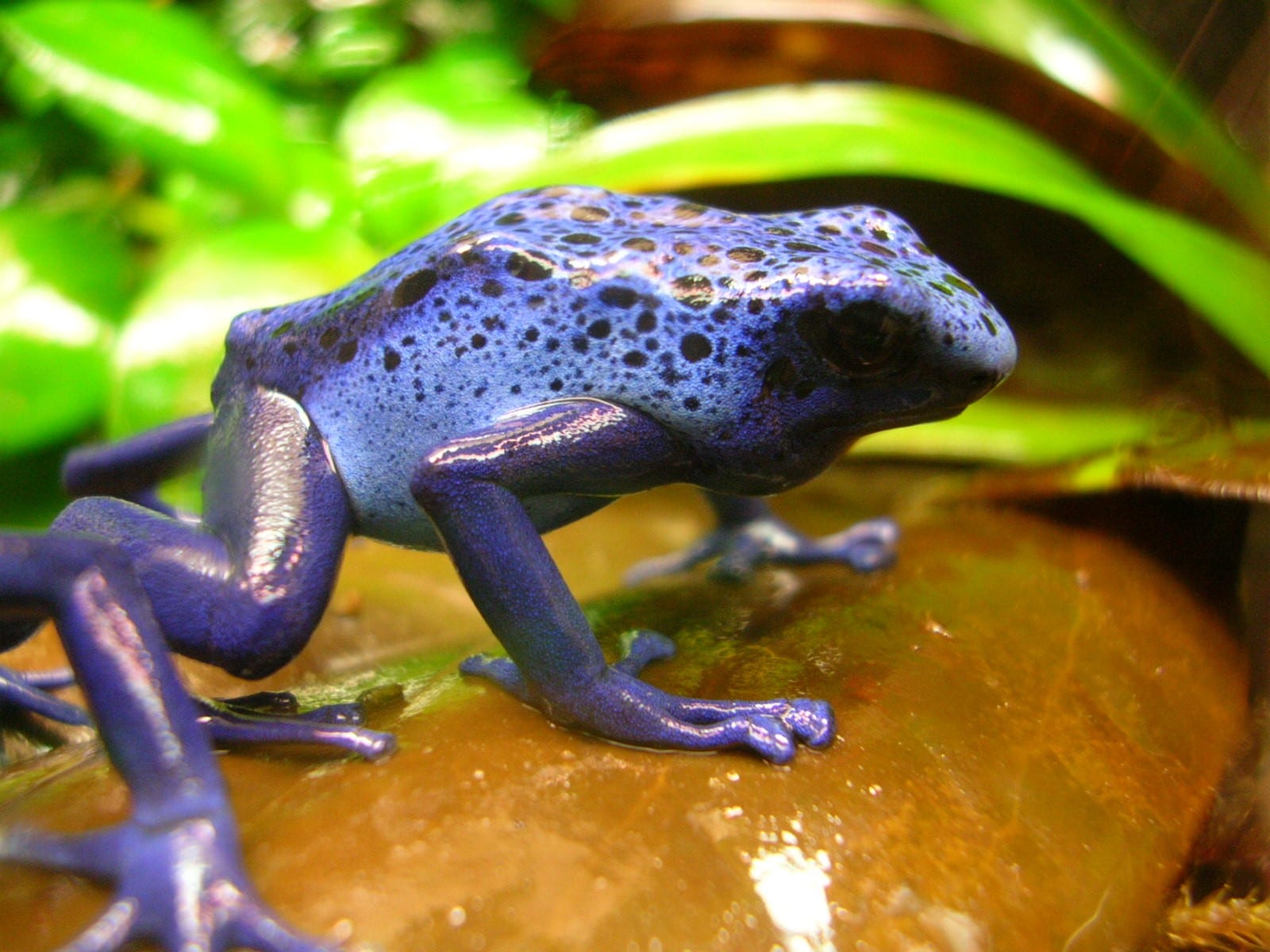 Interesting Facts About the Blue Poison Dart Frog | Slightly Blue