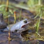 All you need to know about the Moor Frog