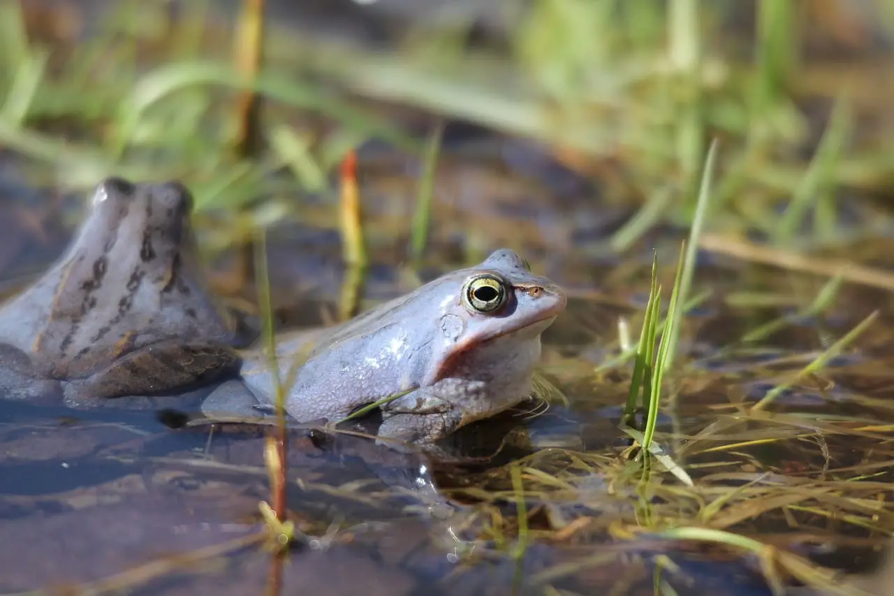 All you need to know about the Moor Frog