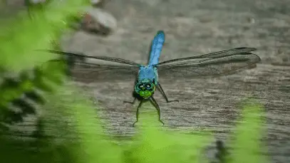 Interesting Facts About The Blue Dasher